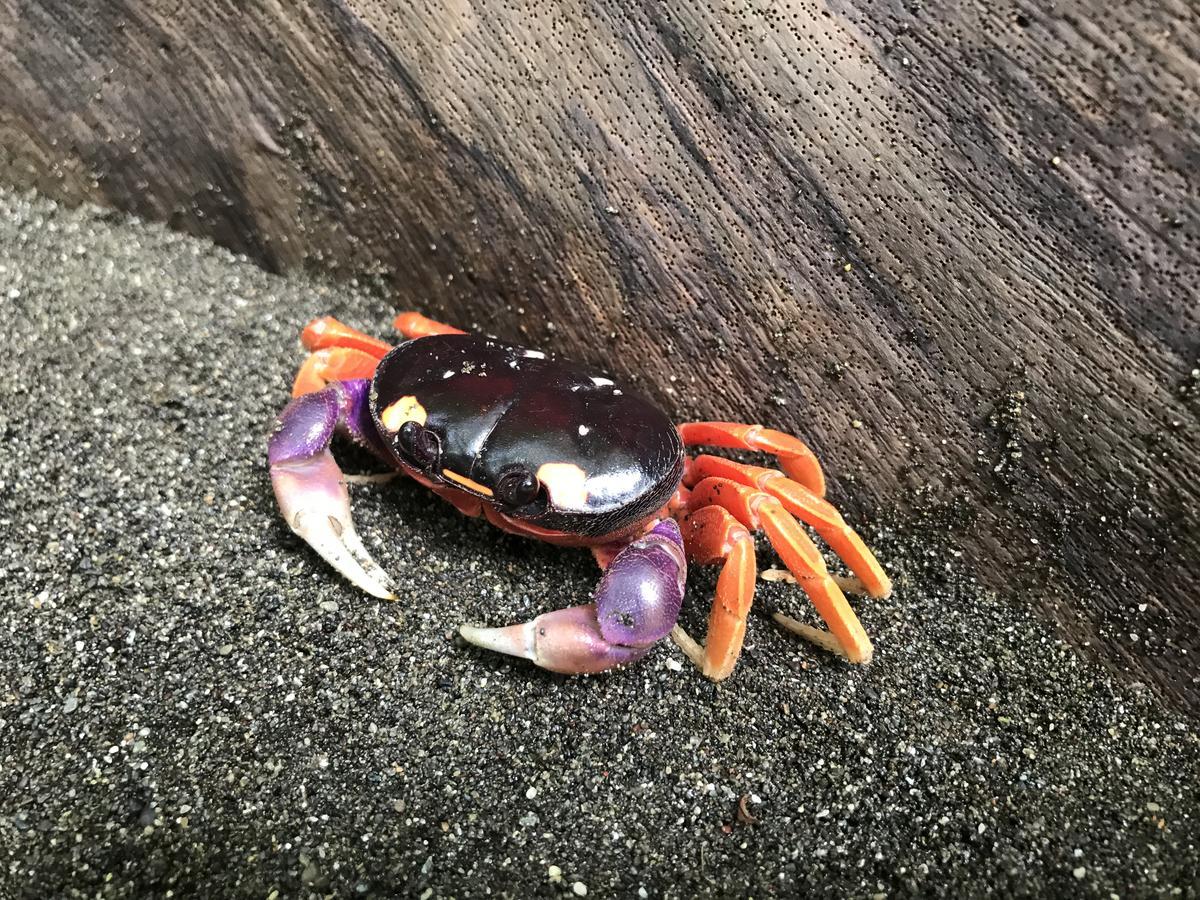 Mapara Crab Lodge 바이아 솔라노 외부 사진